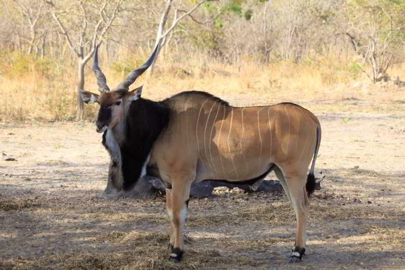 Fathala Wildlife Reserve Toubakouta Ngoại thất bức ảnh
