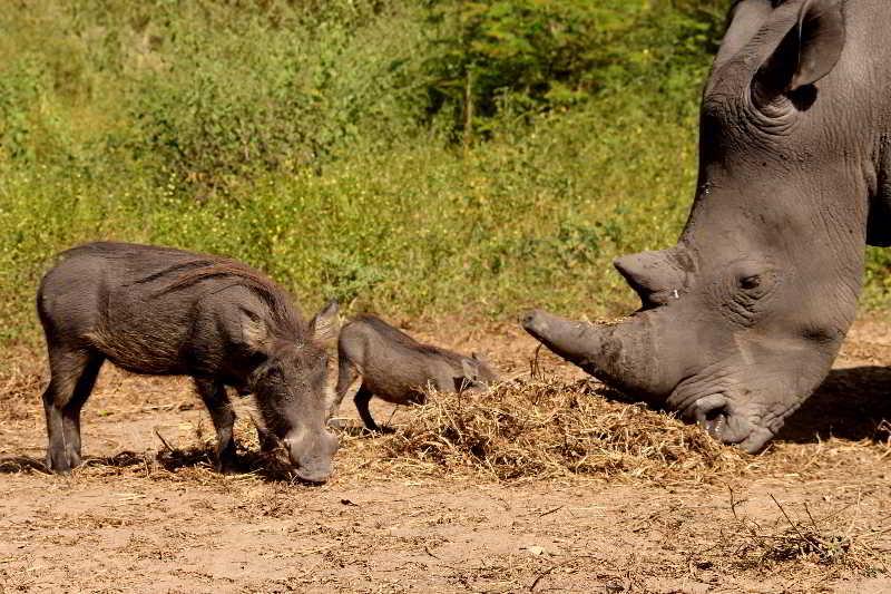 Fathala Wildlife Reserve Toubakouta Ngoại thất bức ảnh