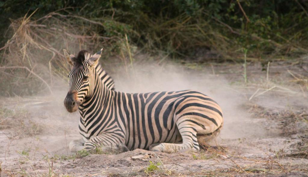 Fathala Wildlife Reserve Toubakouta Ngoại thất bức ảnh