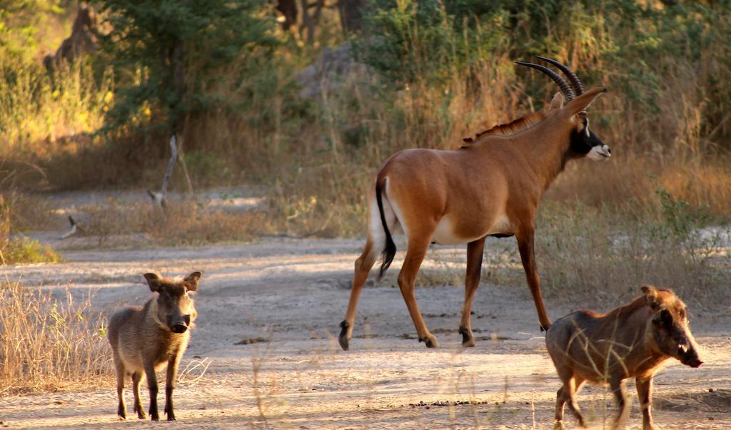 Fathala Wildlife Reserve Toubakouta Ngoại thất bức ảnh