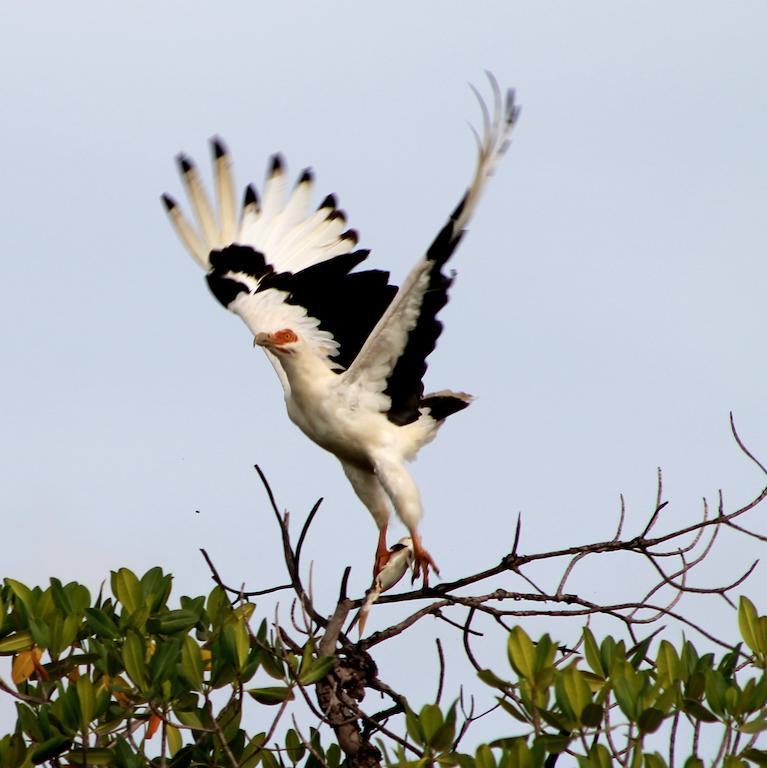 Fathala Wildlife Reserve Toubakouta Ngoại thất bức ảnh
