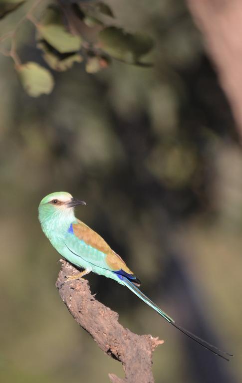 Fathala Wildlife Reserve Toubakouta Ngoại thất bức ảnh