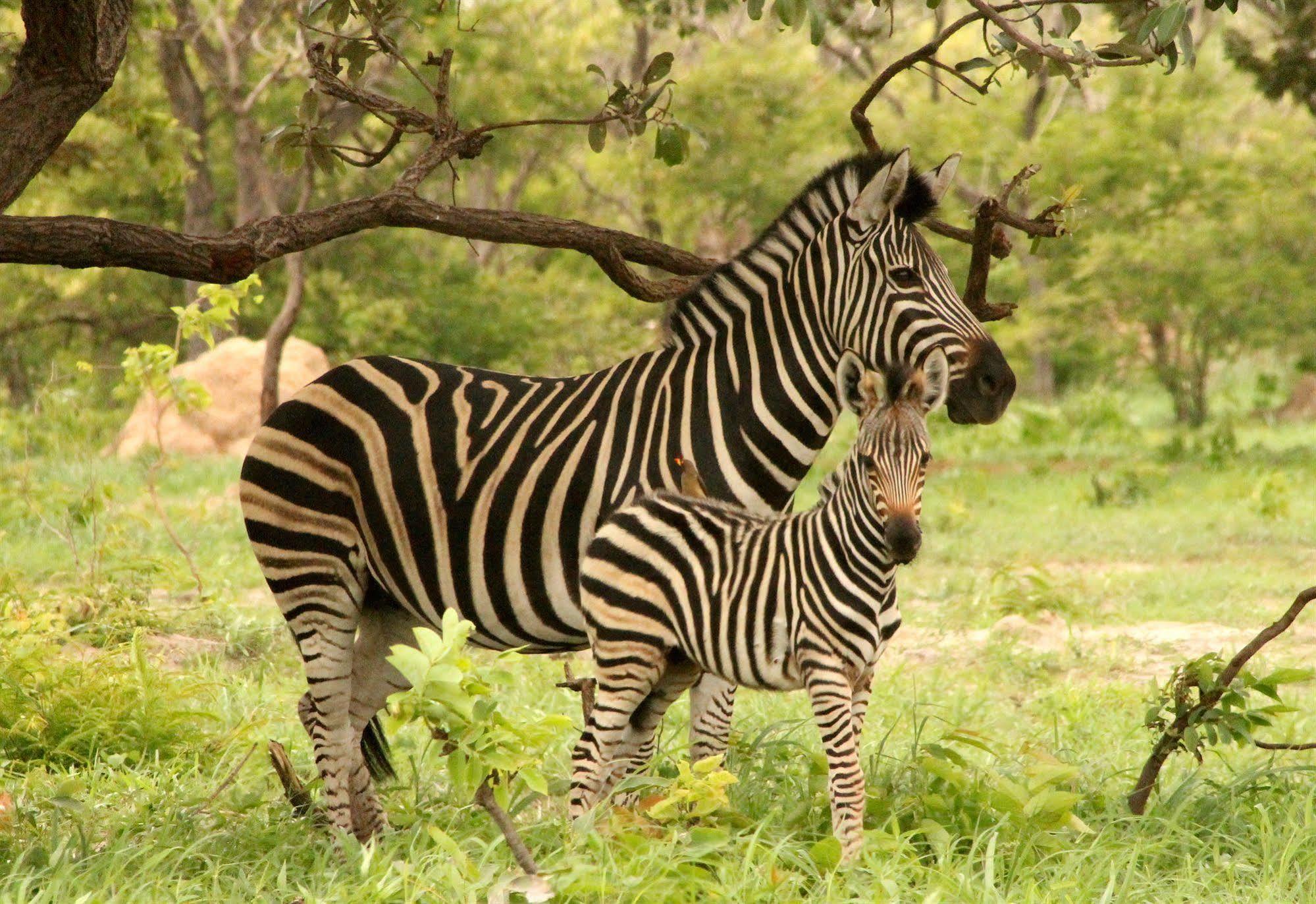 Fathala Wildlife Reserve Toubakouta Ngoại thất bức ảnh