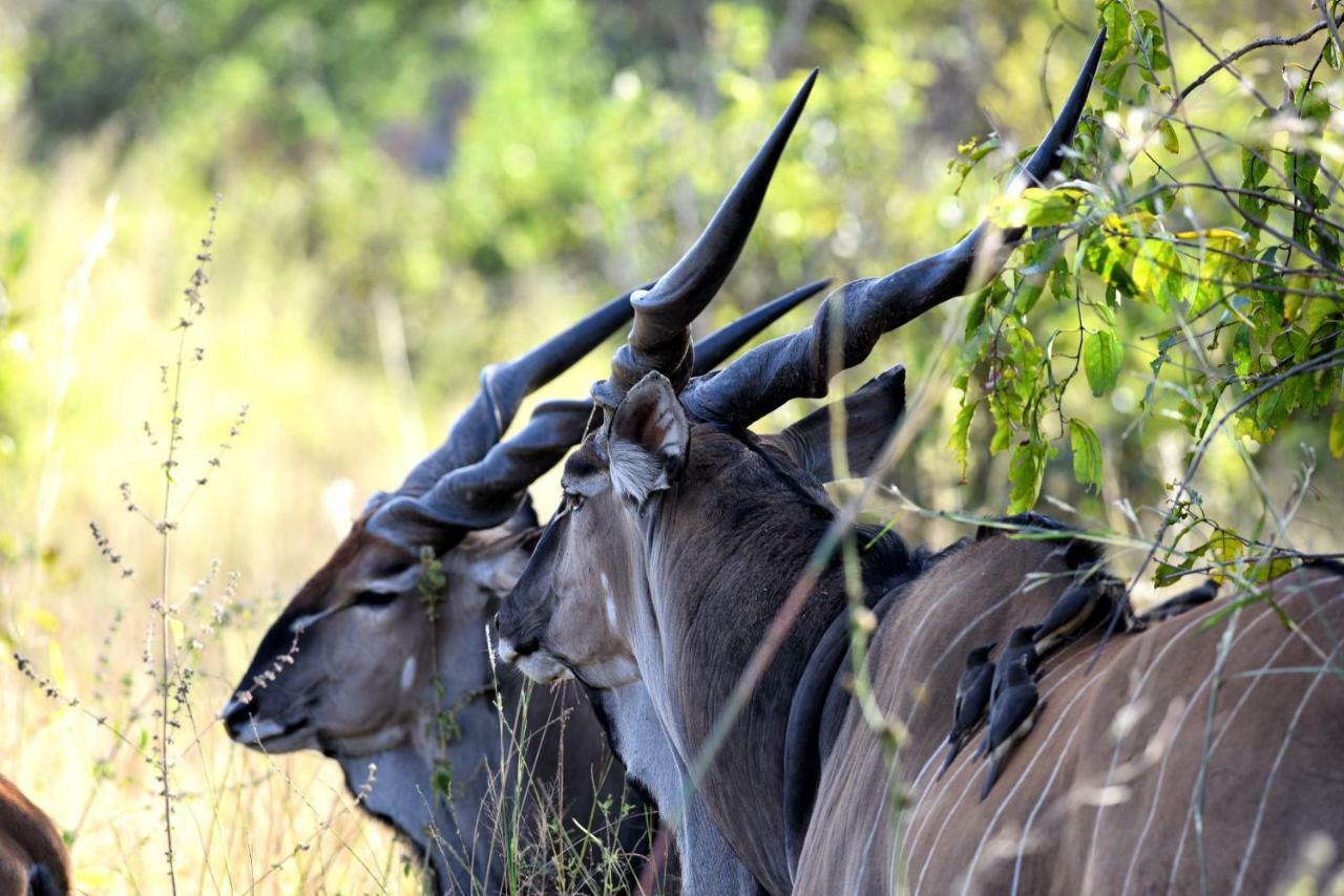 Fathala Wildlife Reserve Toubakouta Ngoại thất bức ảnh