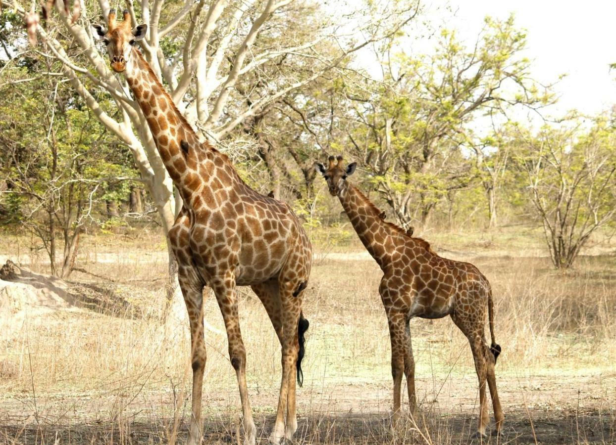 Fathala Wildlife Reserve Toubakouta Ngoại thất bức ảnh