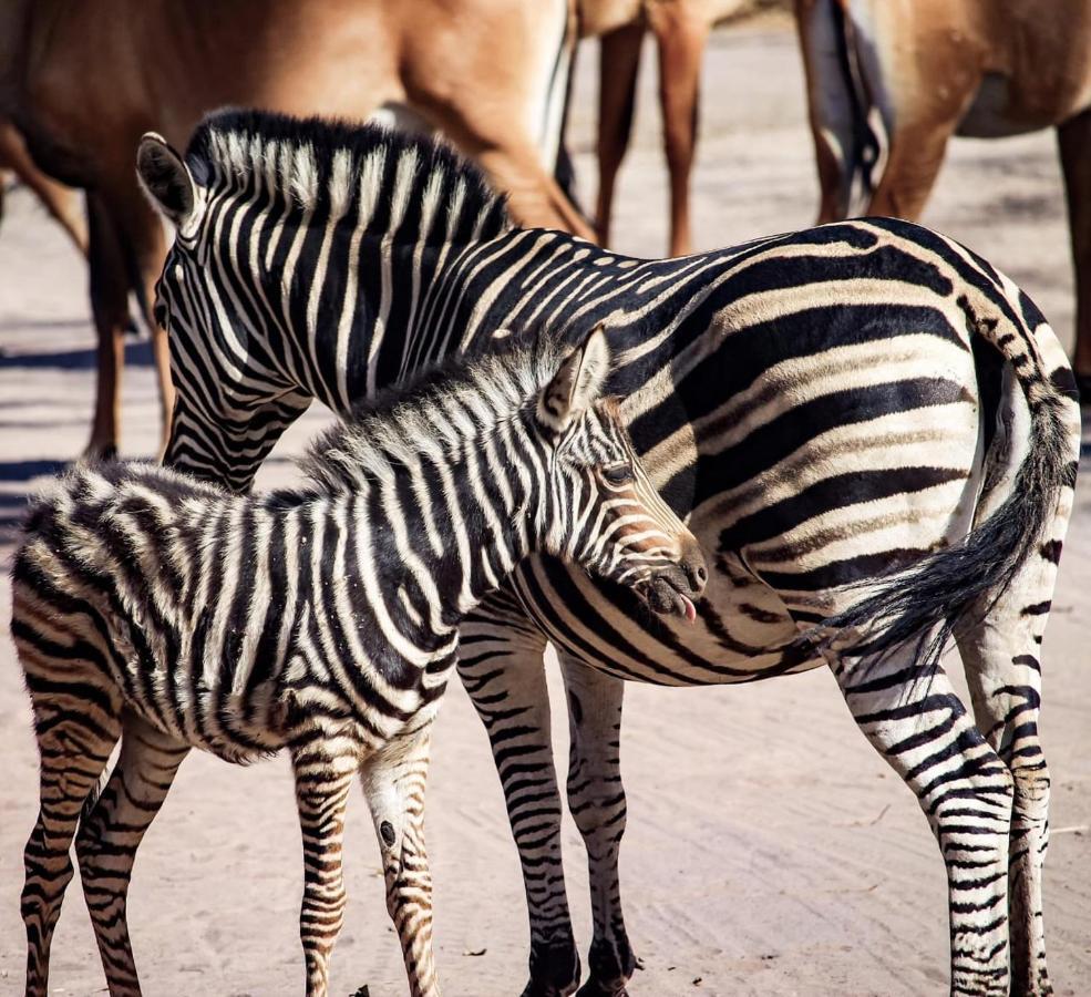 Fathala Wildlife Reserve Toubakouta Ngoại thất bức ảnh